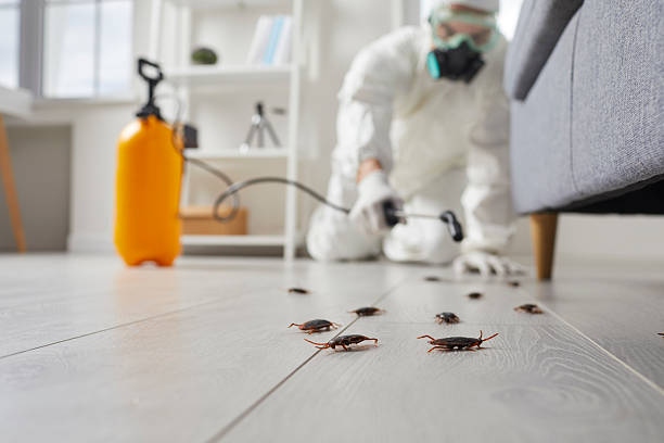 Affordable Termite Control solutions in High Point, NC